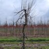 appelboom-elstar- Jonge Appelboom 'Elstar' | Laagstam