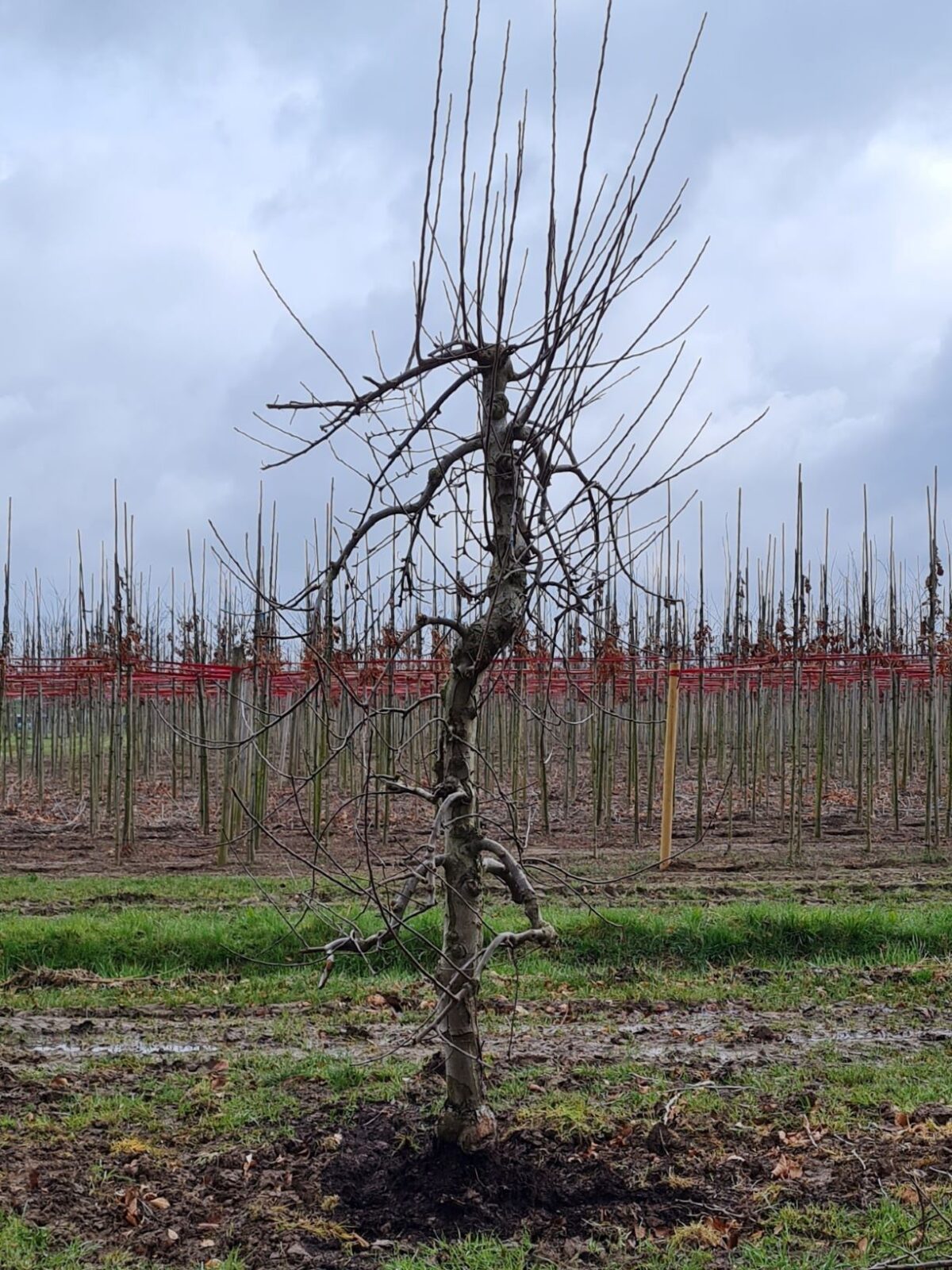 appelboom-elstar- Jonge Appelboom 'Elstar' | Laagstam