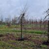appelboom-elstar- Jonge Appelboom 'Elstar' | Laagstam