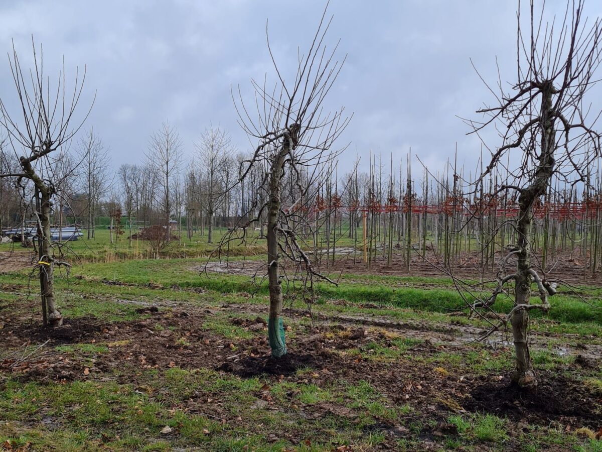 appelboom-elstar- Jonge Appelboom 'Elstar' | Laagstam