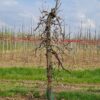 appelboom-elstar- Jonge Appelboom 'Elstar' | Laagstam