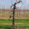 appelboom-elstar- Jonge Appelboom 'Elstar' | Laagstam