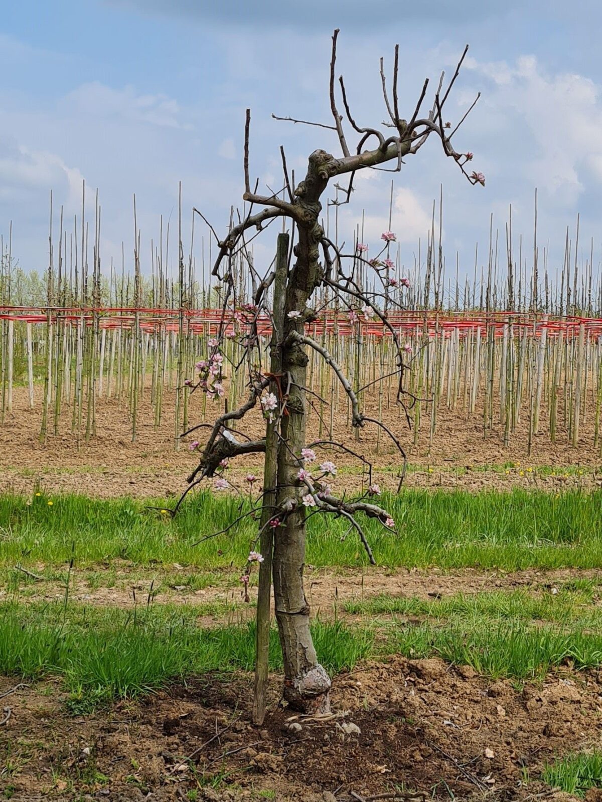 appelboom-elstar- Jonge Appelboom 'Elstar' | Laagstam