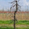 appelboom-elstar- Jonge Appelboom 'Elstar' | Laagstam