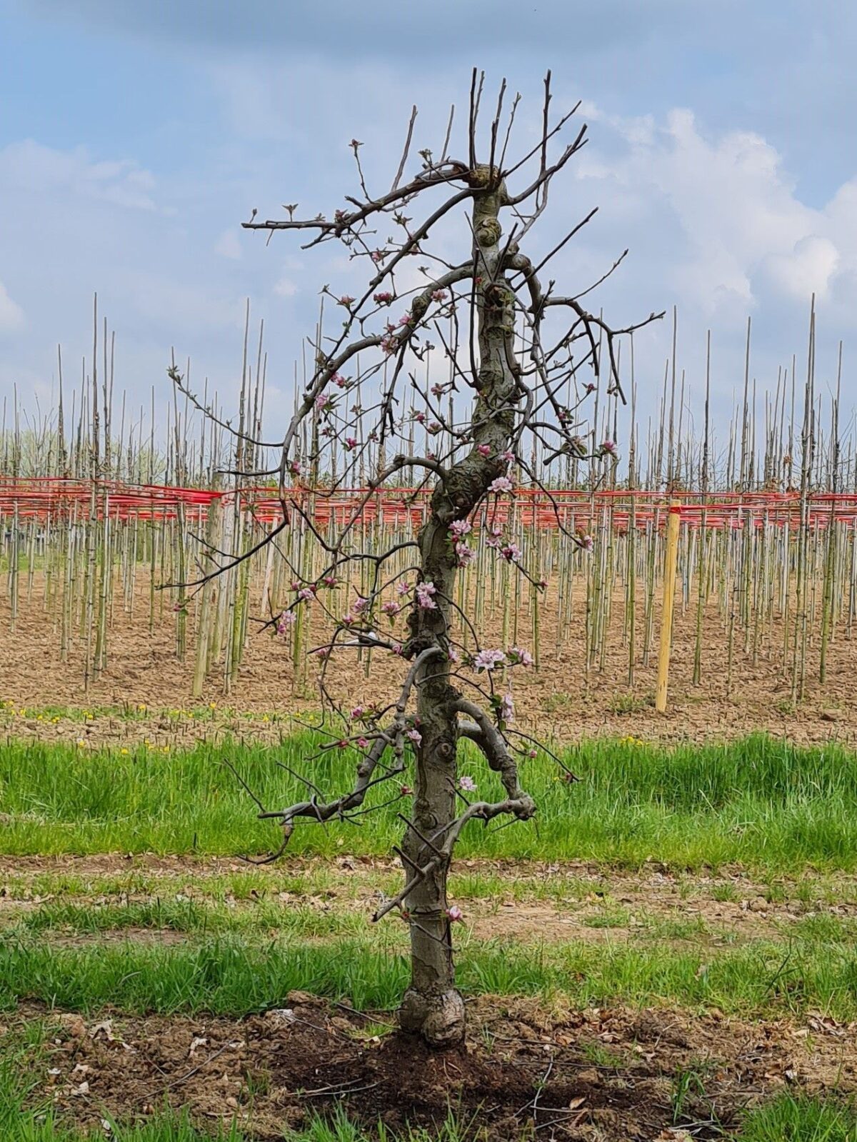 appelboom-elstar- Jonge Appelboom 'Elstar' | Laagstam