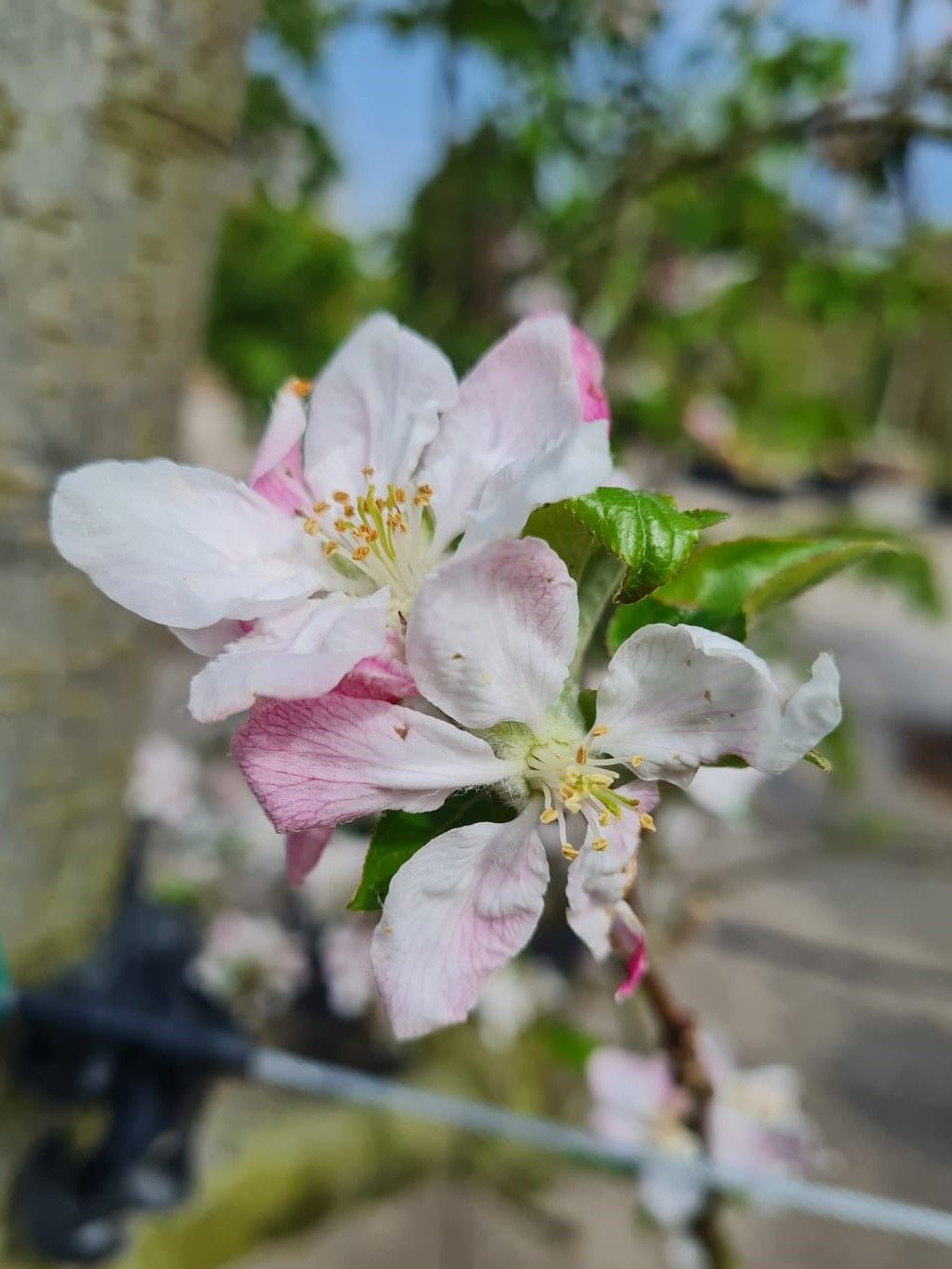 appelboom-goudreinetrode-boskoop- Jonge Appelboom 'Goudreinet/Rode Boskoop' | Halfstam
