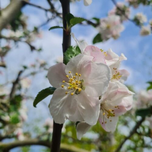 Volwassen Appelboom 'Goudreinet/Rode Boskoop' | Halfstam