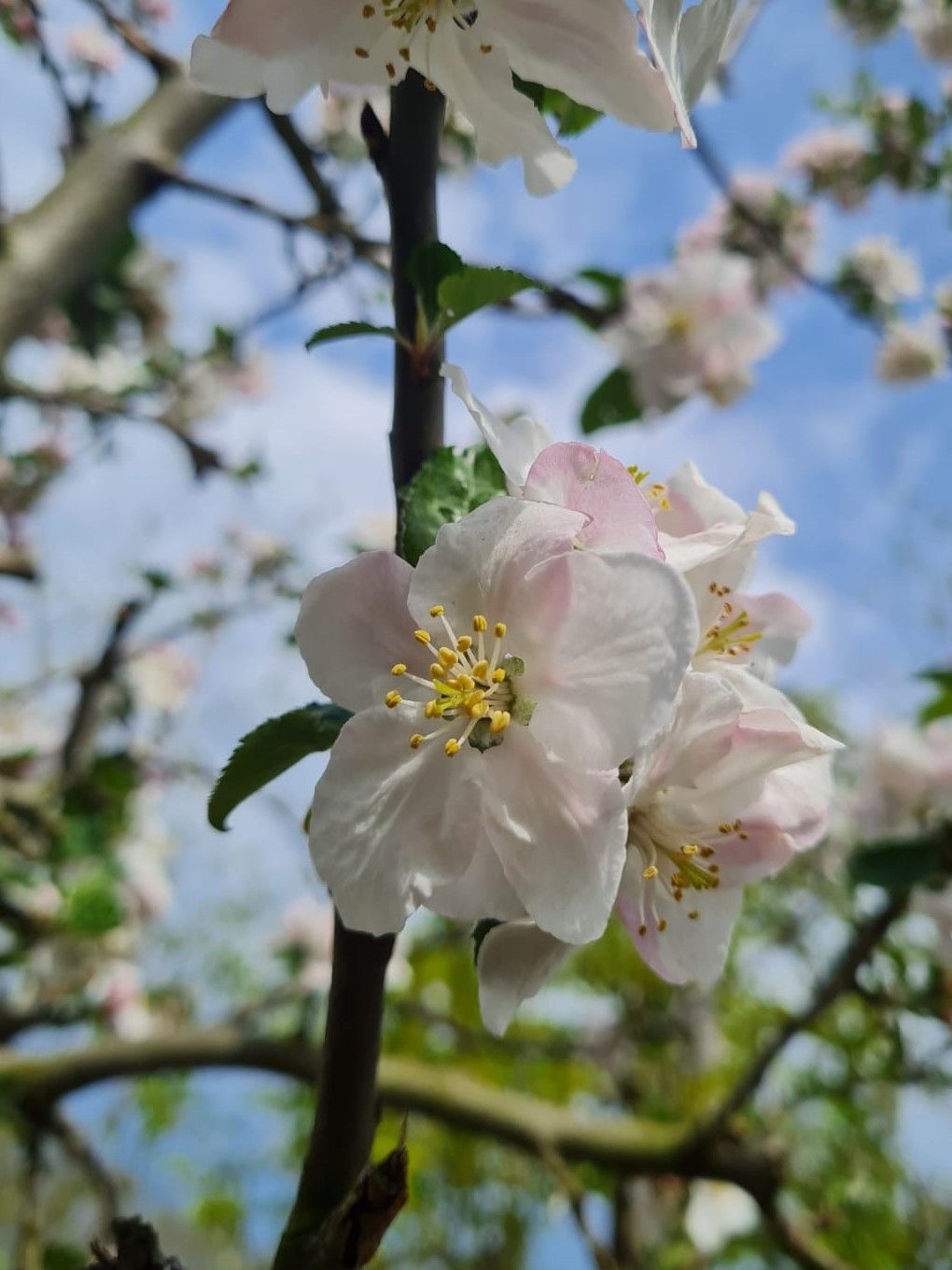 Volwassen Appelboom 'Goudreinet/Rode Boskoop' | Halfstam