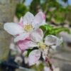 Volwassen Appelboom 'Goudreinet/Rode Boskoop' | Halfstam