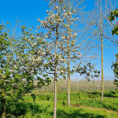 Jonge Appelboom 'James Grieve' | Hoogstam