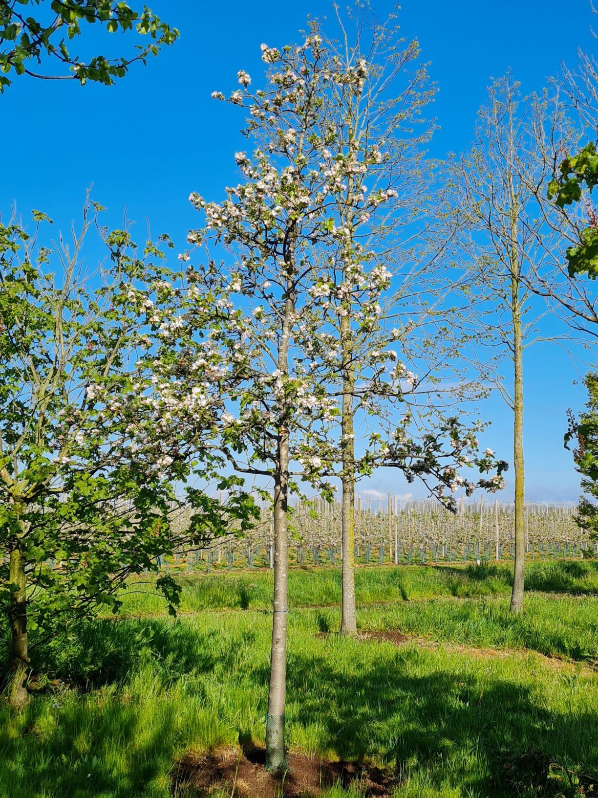 Jonge Appelboom ‘James Grieve’ | Hoogstam