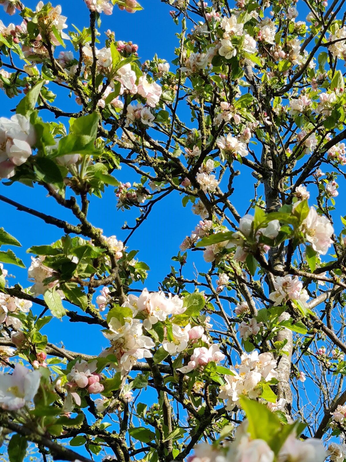 Jonge Appelboom 'James Grieve' | Hoogstam