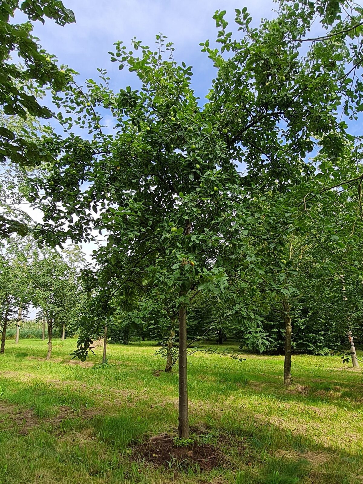 Jonge Appelboom 'James Grieve' | Hoogstam