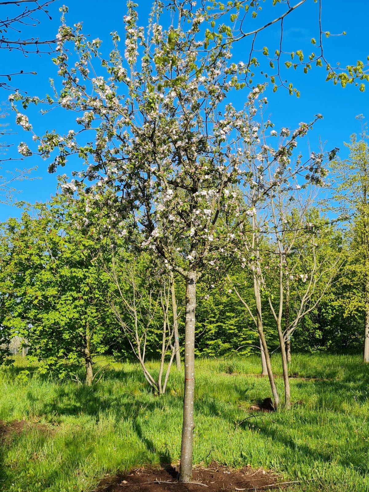 Jonge Appelboom 'James Grieve' | Hoogstam