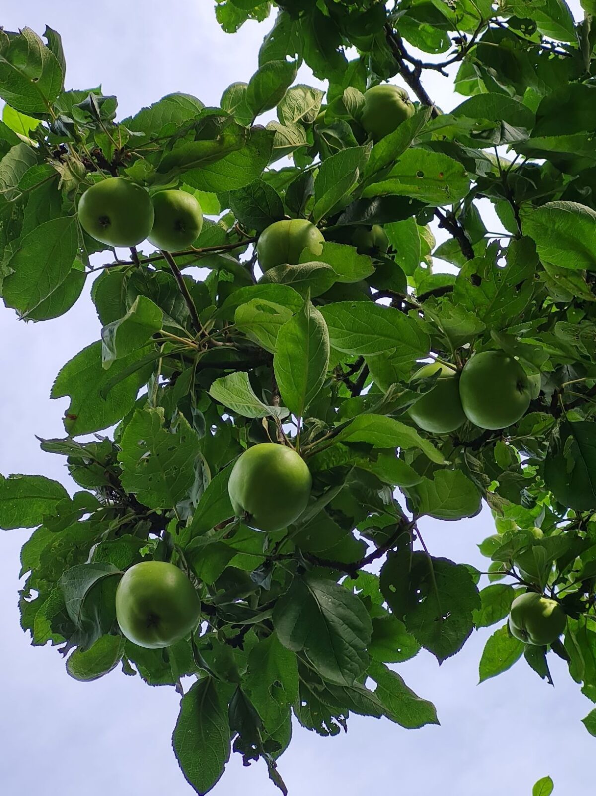 Jonge Appelboom 'James Grieve' | Hoogstam