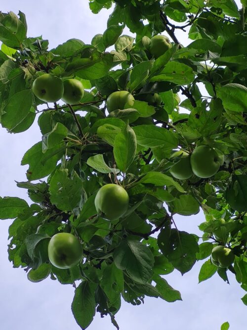 appelboom-james-grieve- Appelboom 'James Grieve' | Halfstam