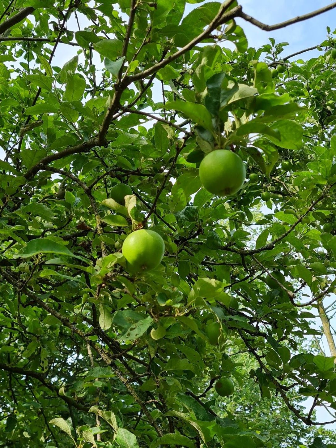 Jonge Appelboom 'James Grieve' | Hoogstam