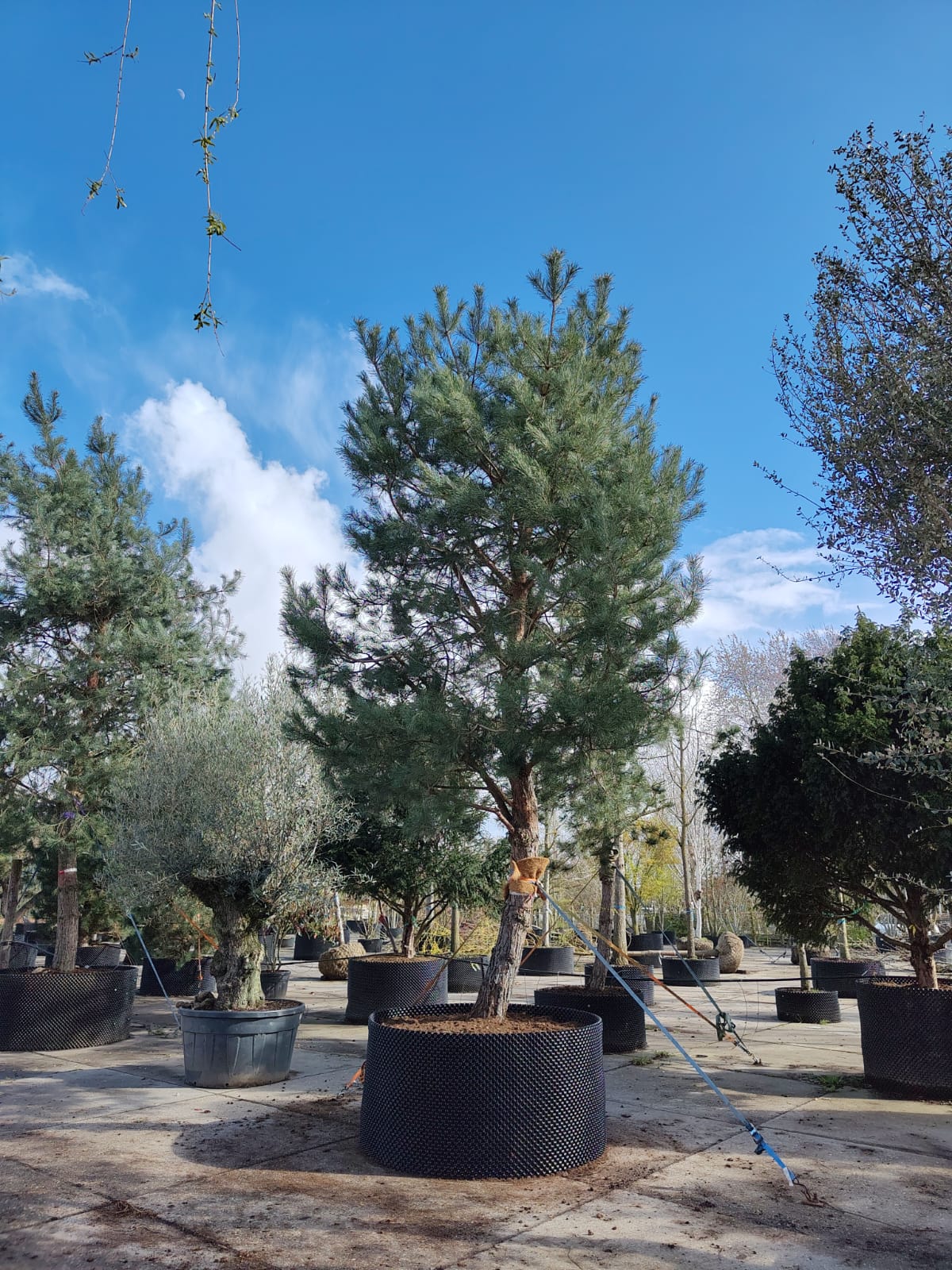 Grove den | Halfstam