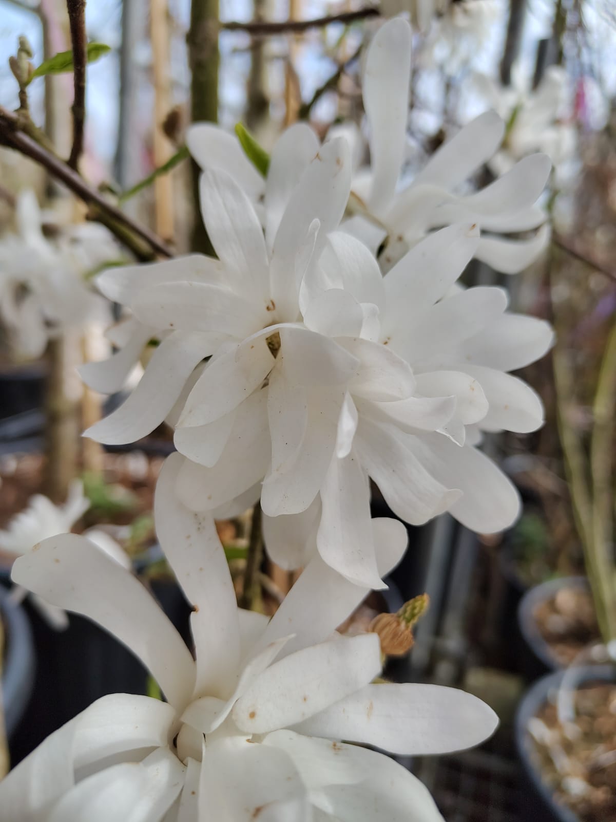 Stermagnolia 'Royal Star' | Meerstammig