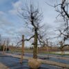 Appelboom 'Elstar' | Laagstam