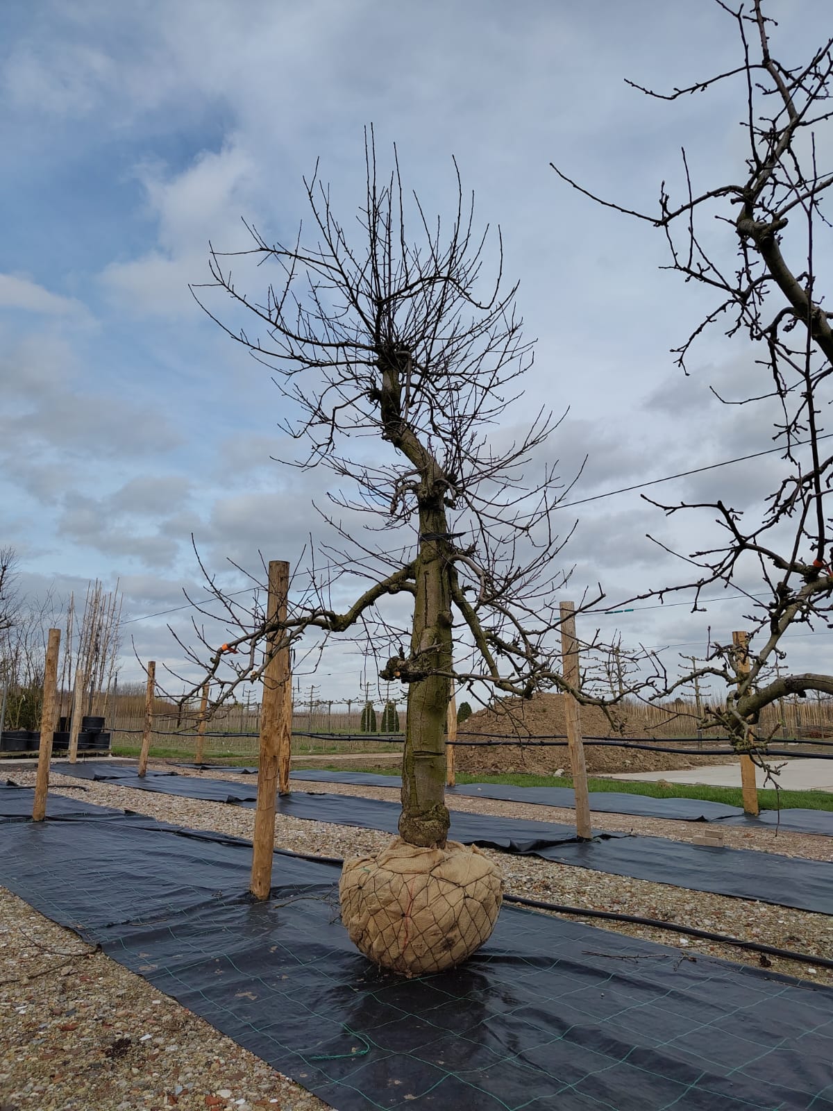 Appelboom 'Elstar' | Laagstam