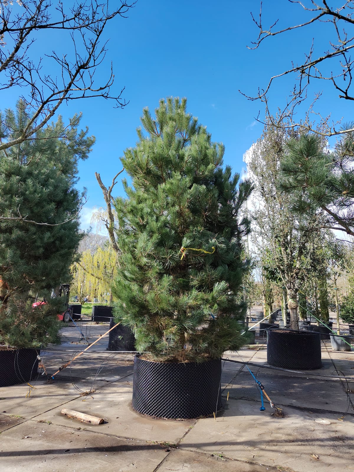 Grove den | Laagstam