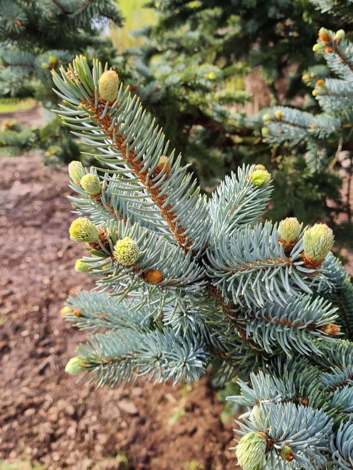 Volwassen Blauwspar | Hoogstam