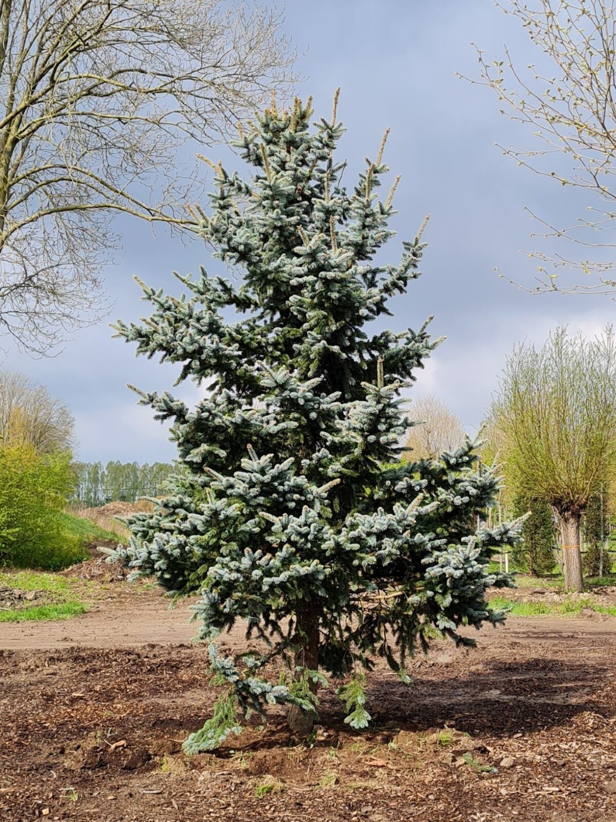 Volwassen Blauwspar | Hoogstam