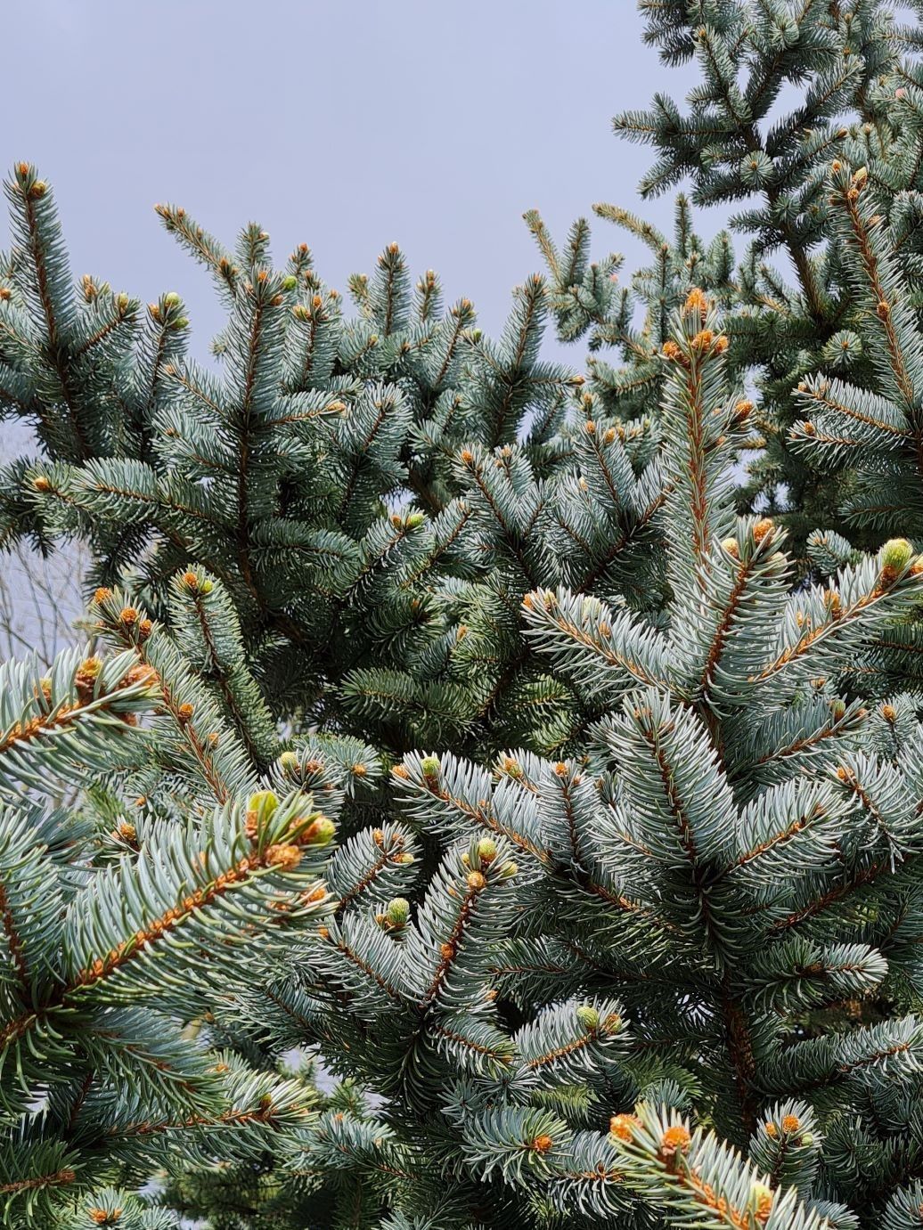 Volwassen Blauwspar | Hoogstam