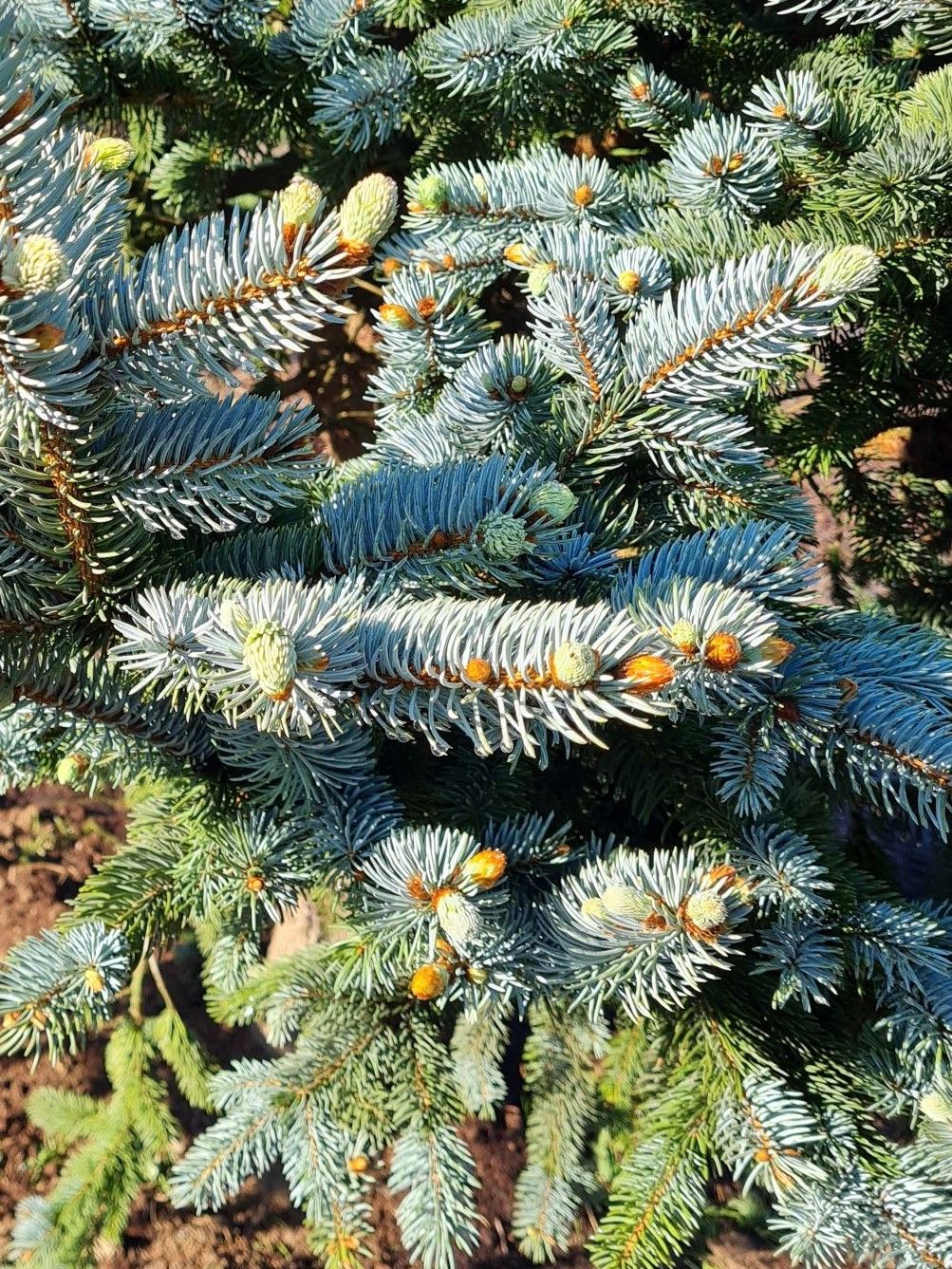 Volwassen Blauwspar | Hoogstam