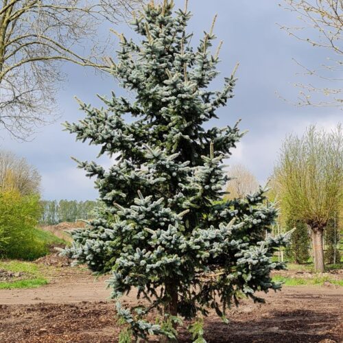 Volwassen Blauwspar | Hoogstam