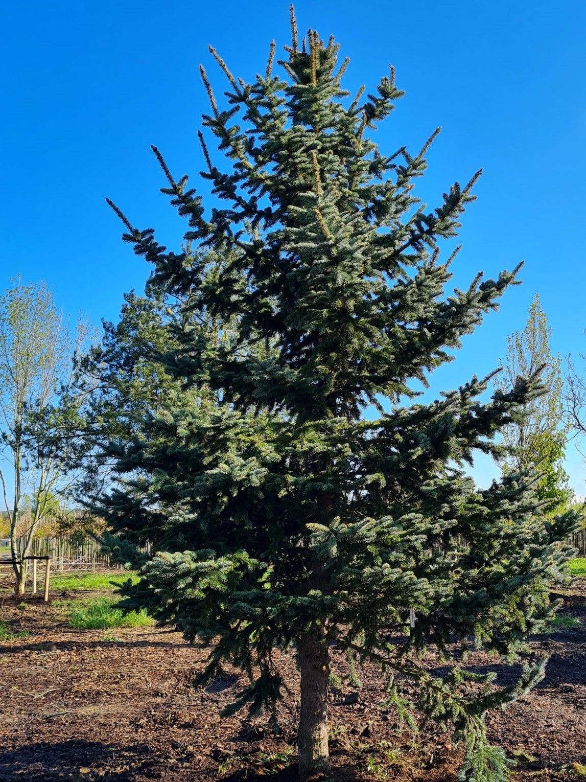 Volwassen Blauwspar | Hoogstam