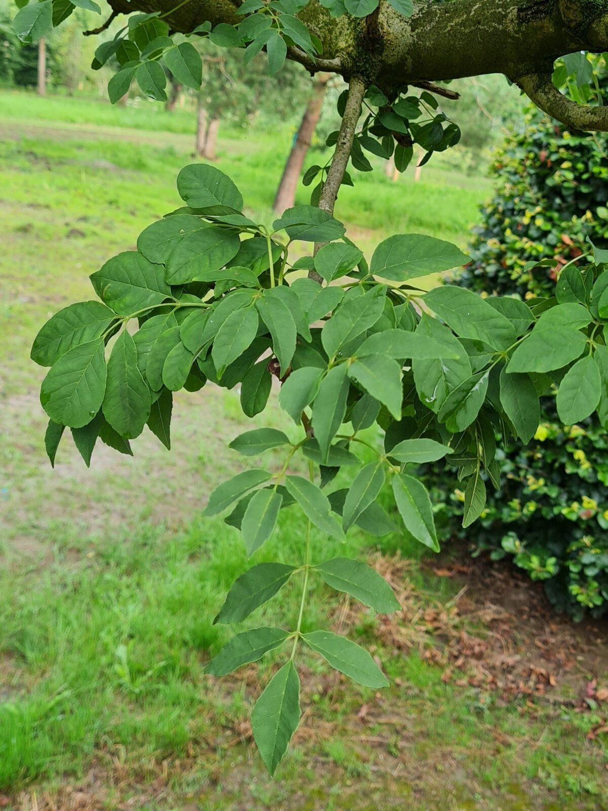 bol-es-mecsek- Jonge Es 'Mecsek' | Bolvorm