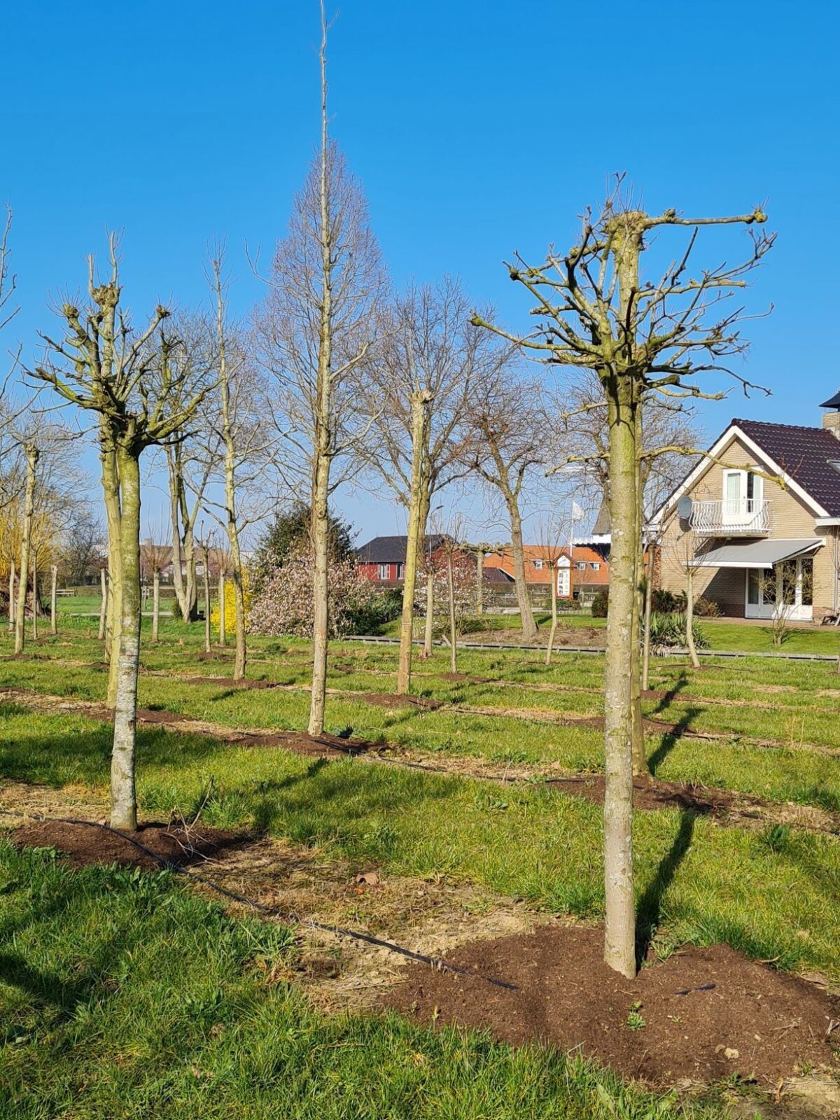 bolesdoorn-hoogstam Jonge Esdoorn | Bolvorm