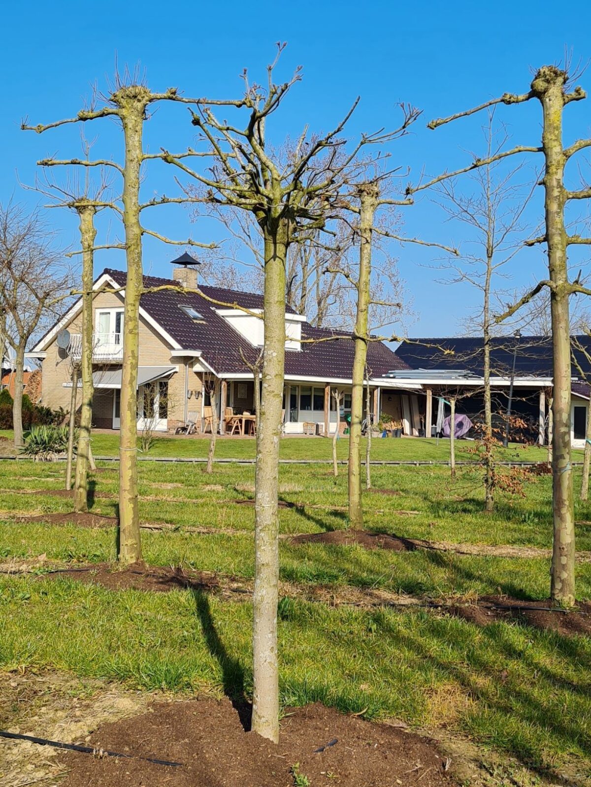 bolesdoorn-hoogstam Jonge Esdoorn | Bolvorm