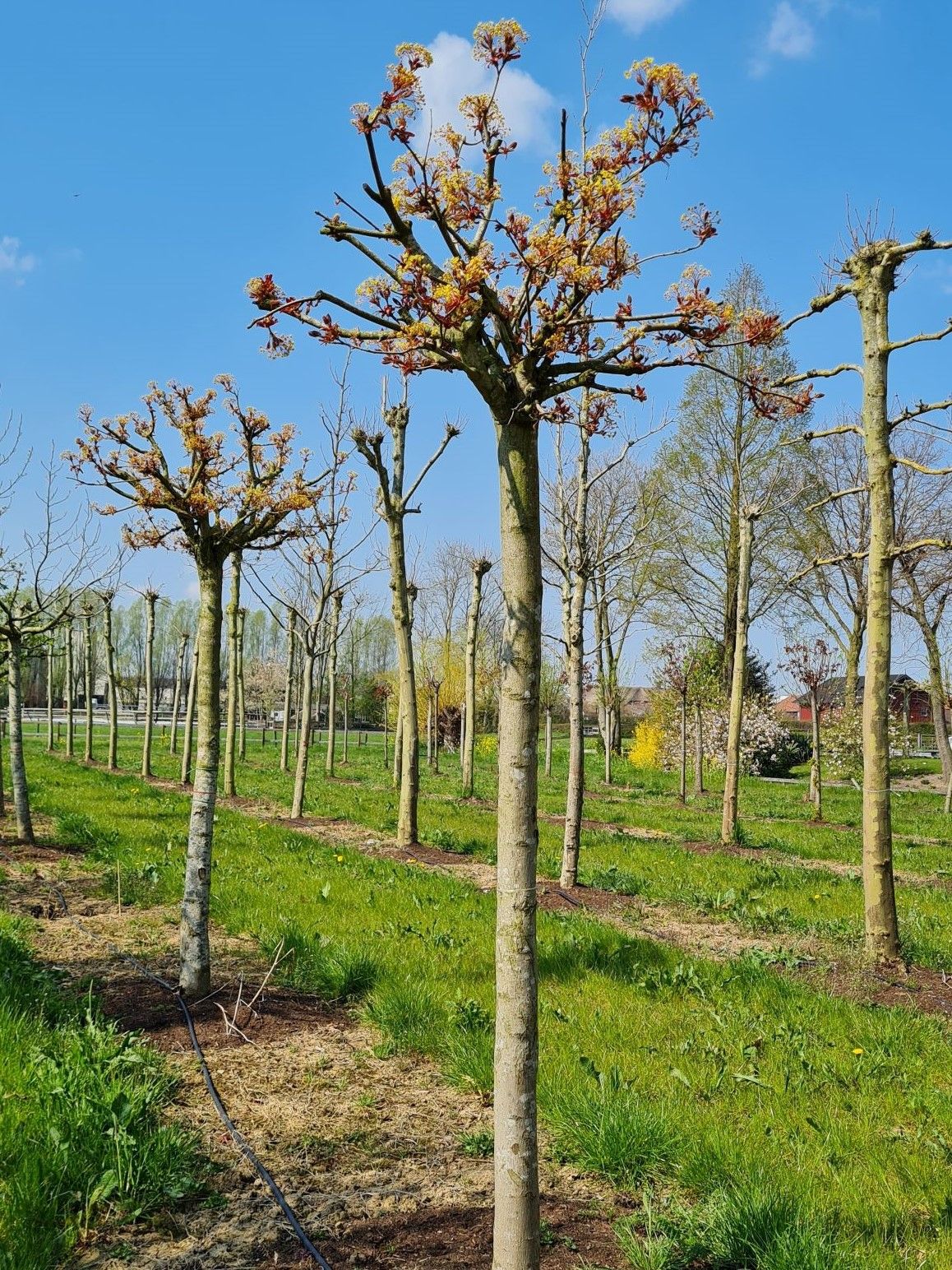 bolesdoorn-hoogstam Jonge Esdoorn | Bolvorm