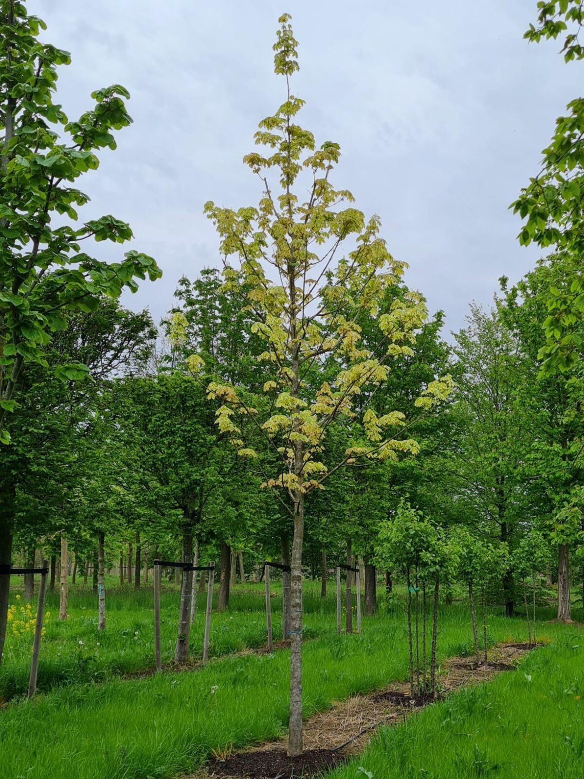 Jonge Bonte esdoorn | Hoogstam
