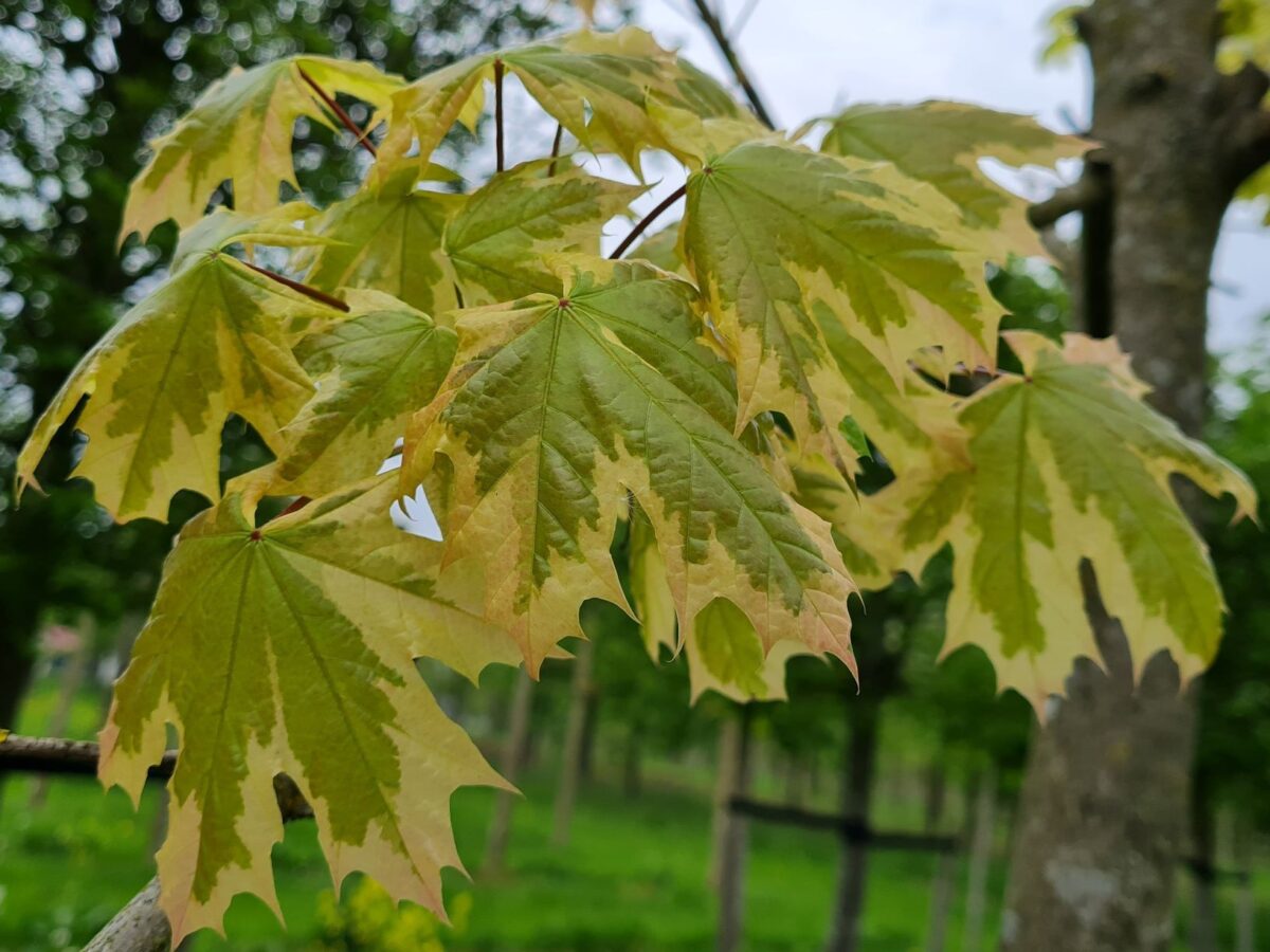 Jonge Bonte esdoorn | Hoogstam