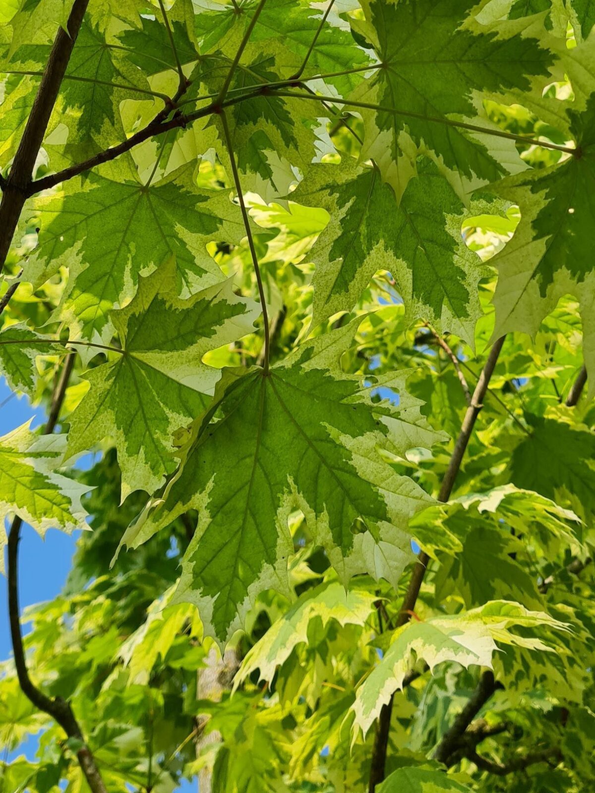 Jonge Bonte esdoorn | Hoogstam