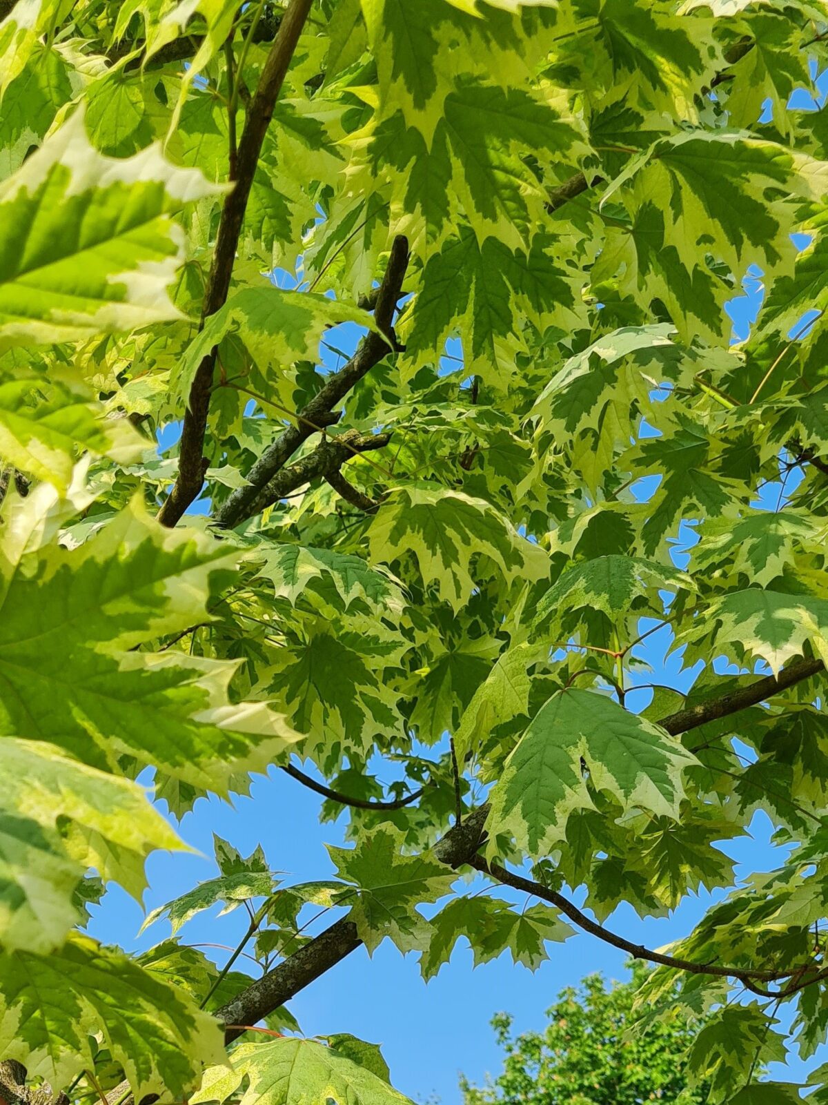 Jonge Bonte esdoorn | Hoogstam