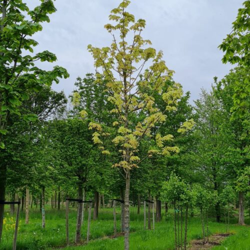 Jonge Bonte esdoorn | Hoogstam