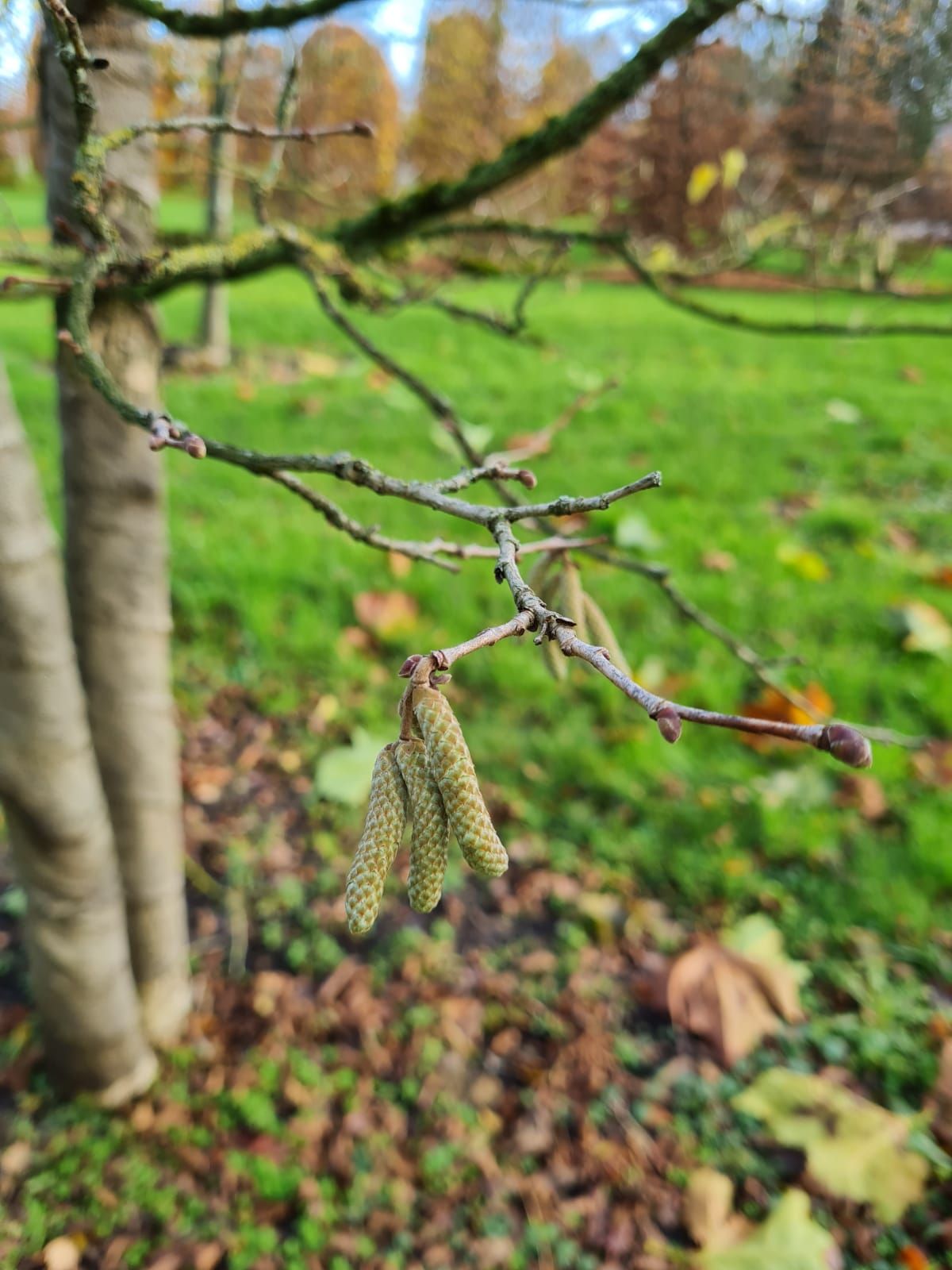 Volwassen Boomhazelaar | Hoogstam