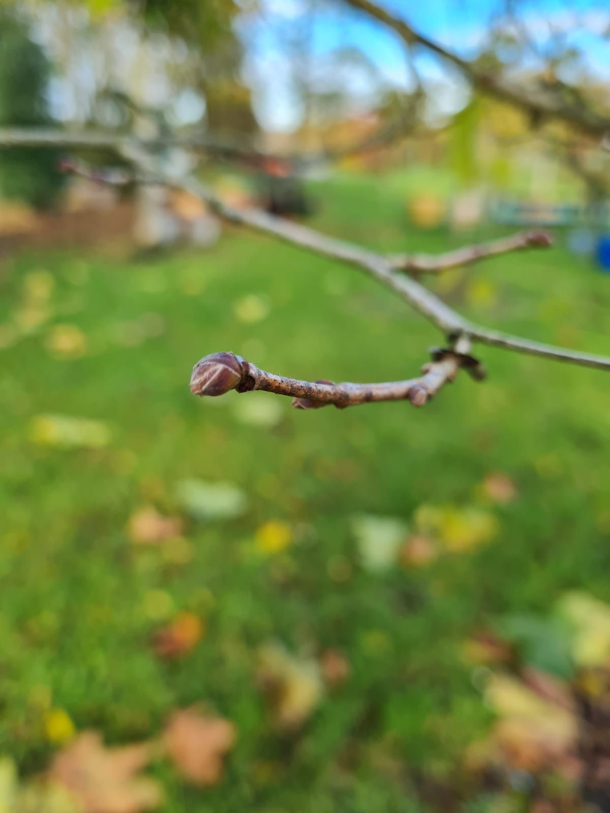 Volwassen Boomhazelaar | Hoogstam