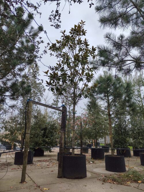 Wintergroene magnolia 'Grandiflora' | Hoogstam