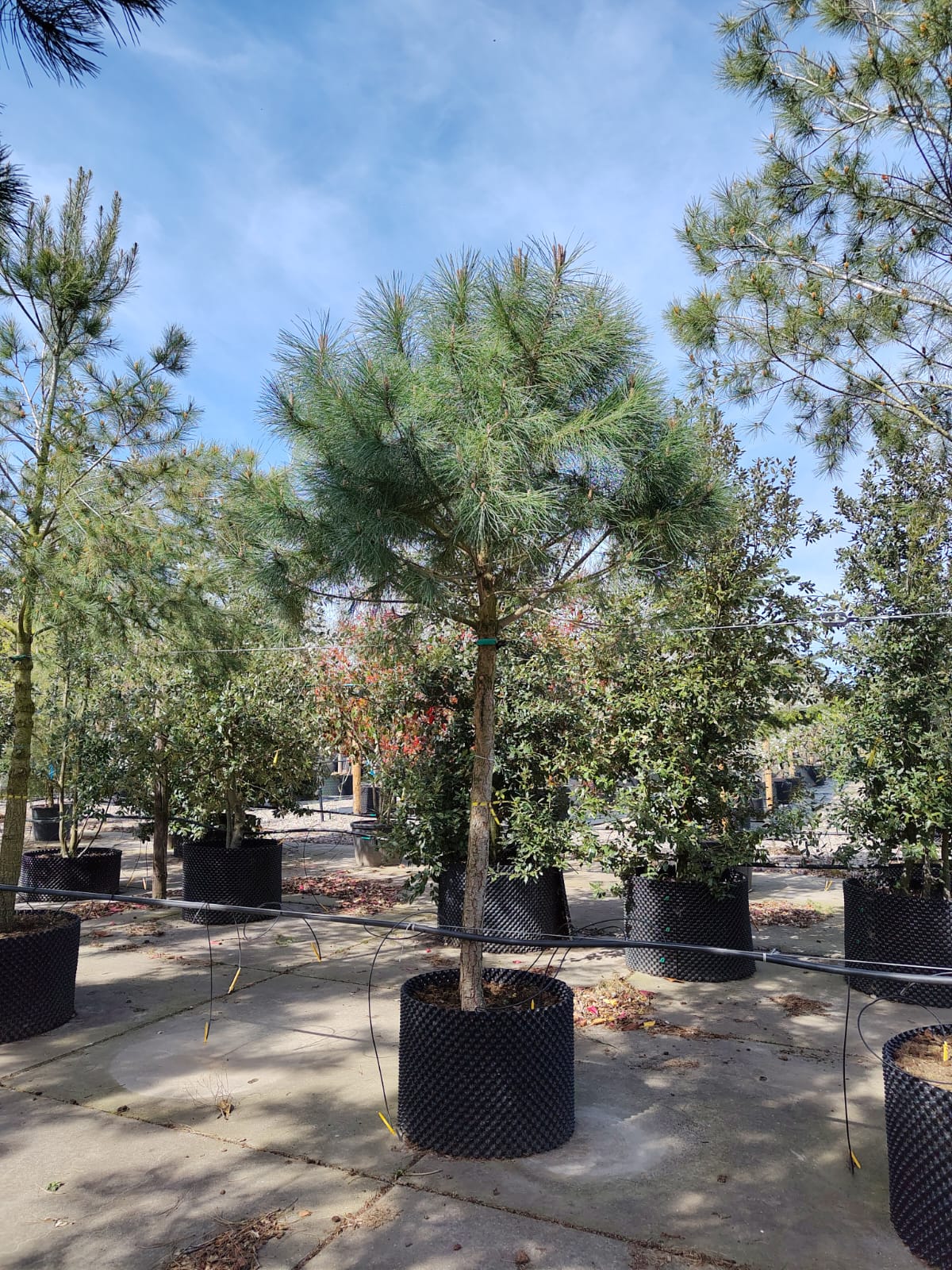 Parasolden | Halfstam