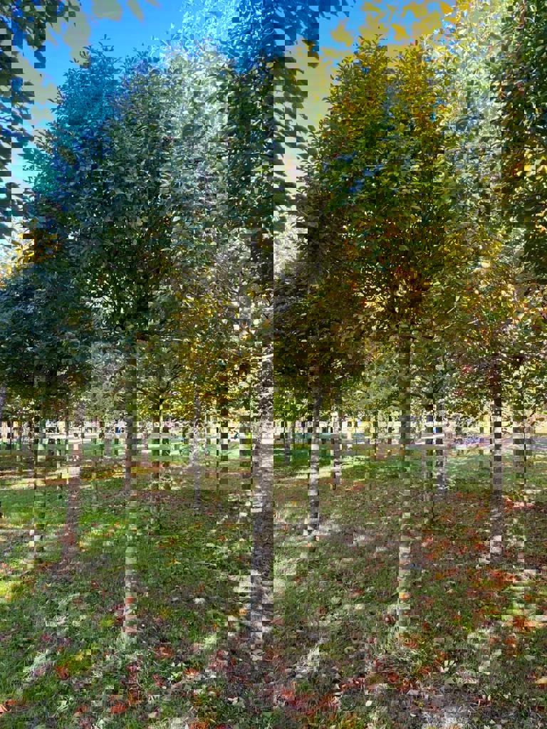 Bol Es 'Mecsek' | Hoogstam