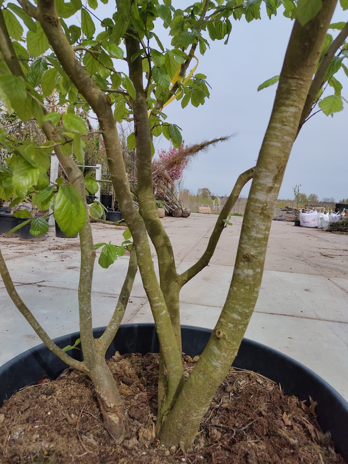 Perzische ijzerhoutboom | Meerstammig