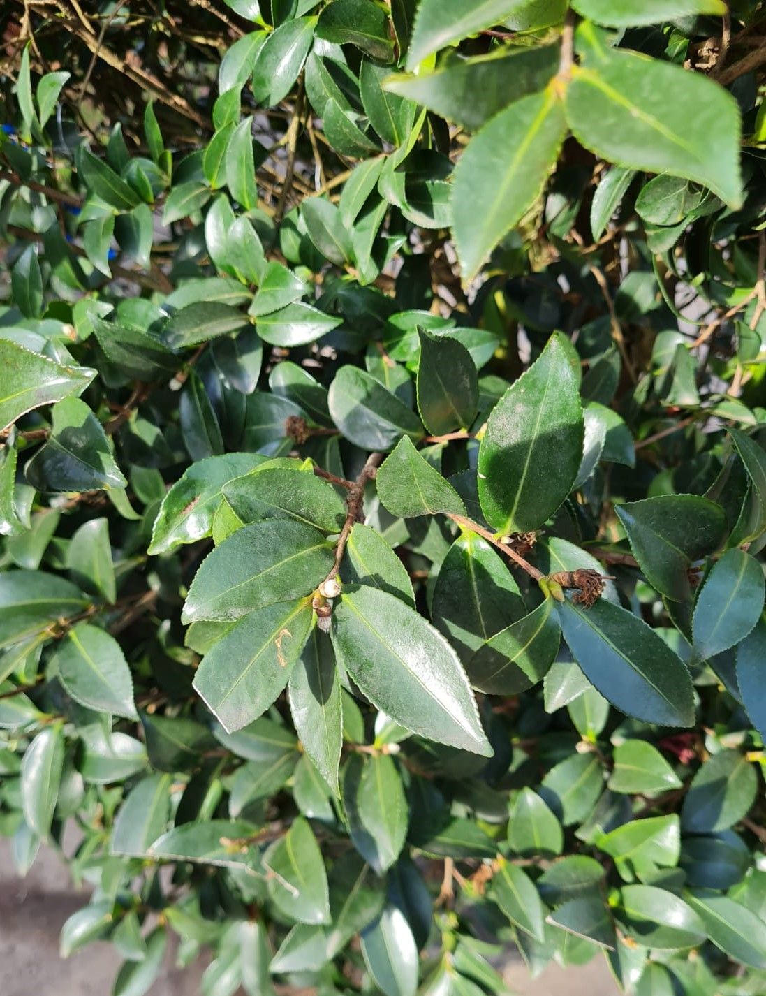 Camelia (Camellia Sasanqua Rosa)