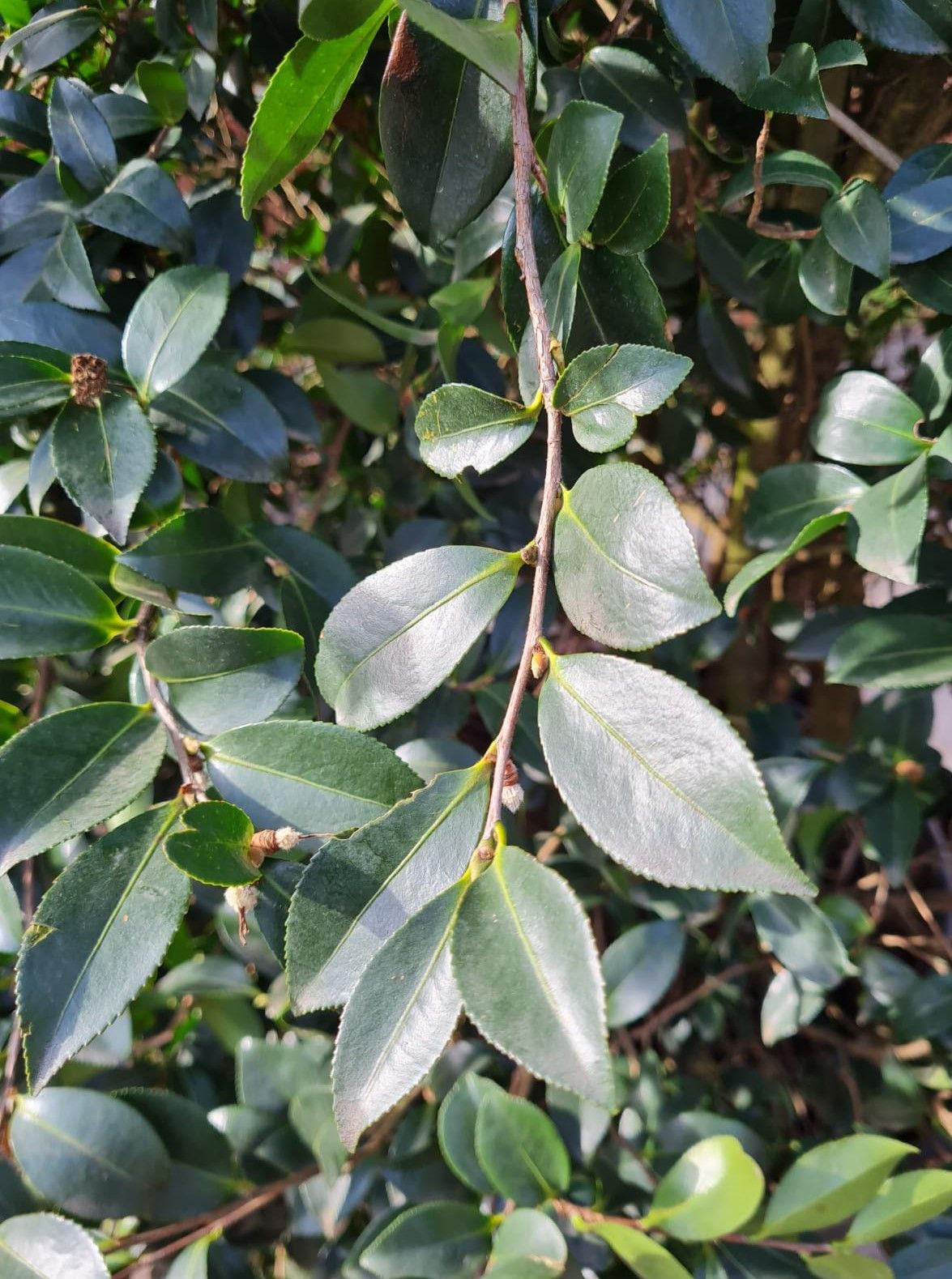 Camelia (Camellia Sasanqua Rosa)