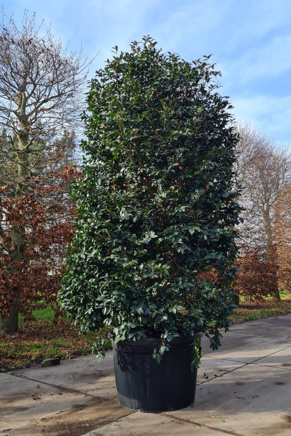 Camelia (Camellia Sasanqua Rosa)